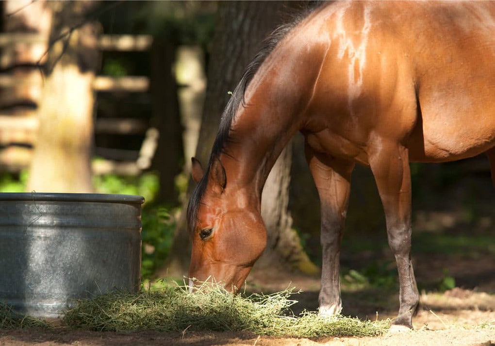Hi Form Equine – Premium Horse Supplements