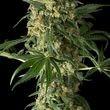 Big Kush Feminised Seeds