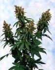 Blueberry Bud Regular Seeds - 10