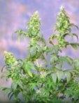 Yumbolt FEMINISED Seeds - 5