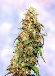 Special K Regular Seeds - 10
