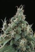 Flow Regular Seeds - 10