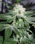 Ice Feminised Female Seeds