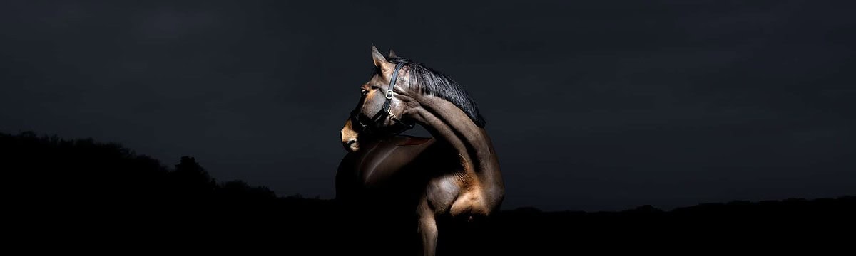 Hi Form Equine Moo Moo Header - Matthew Seed Photography