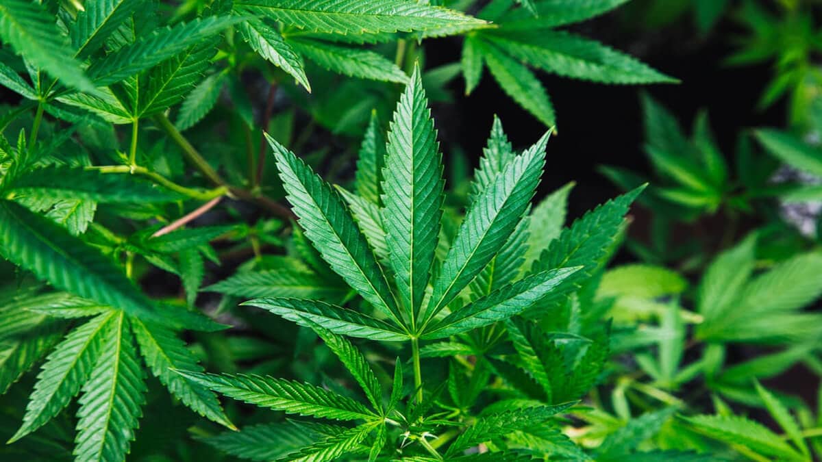 hemp leaf nutritional benefits