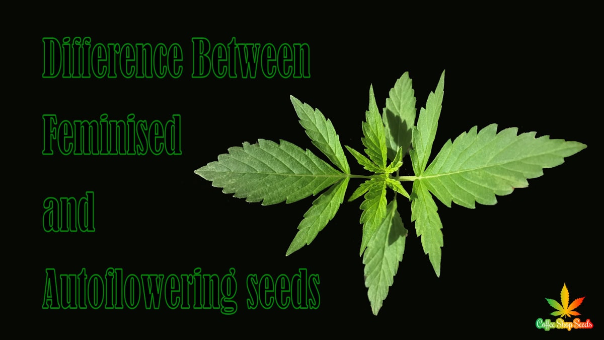 difference between feminised and autoflowering cannabis seeds