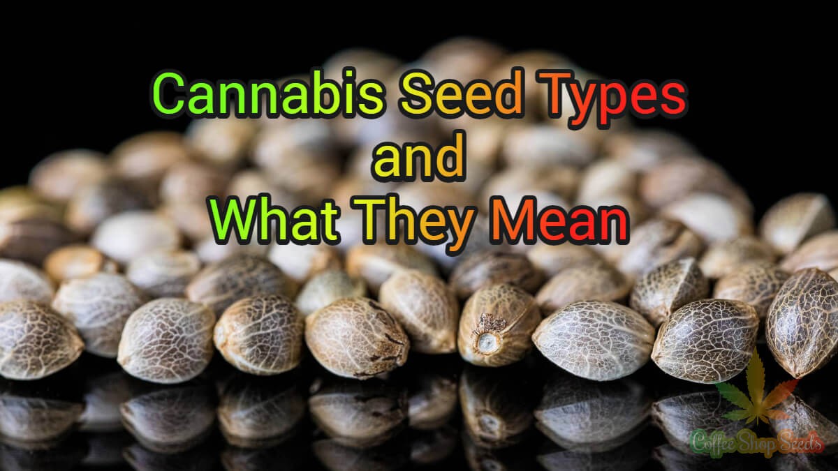 Cannabis Seed Types and What They Mean
