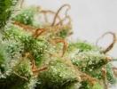 Guawi Feminised Seeds - 5 - Image 2