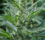 High THC