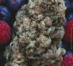 Hashberry Regular Seeds - 10 - Image 2