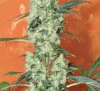 Kalichakra Regular Seeds - 10 - Image 2