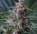 Mandala #1 Regular Seeds - 10