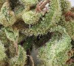 Point of No Return Regular Seeds - 10