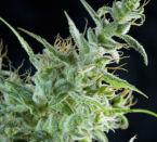 White Bhutanese Feminised Seeds