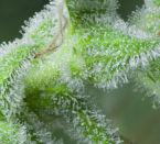 White Bhutanese Feminised Seeds - Image 2
