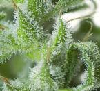 White Magic Feminised Seeds