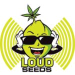 Loud Seeds Cannabis Seed bank