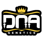 DNA Genetics marijuana seeds