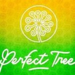 perfect tree seeds