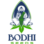 Bodhi Seeds