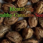Identifying Healthy Cannabis Seeds
