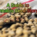A Guide to Cannabis Seed Storage