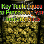 Key Techniques for Preserving Your Precious Buds