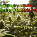 Avoid Beginner Mistakes Choosing Cannabis Seeds