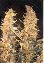 Skunk Special Feminised Seeds