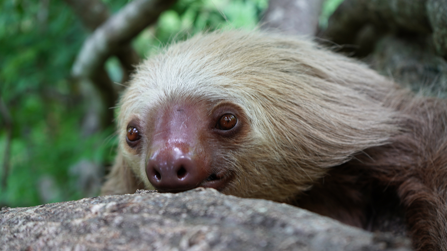 Three-toed Sloths and Two-toed Sloths