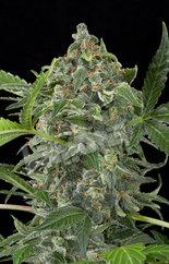 White Cheese Auto Feminised Seeds