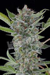 White Widow Auto Feminised Seeds - Dinafem