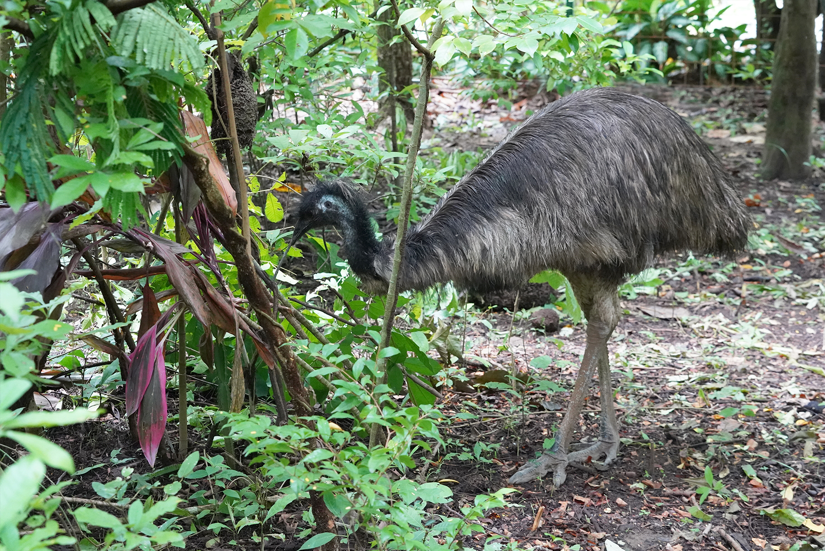 El Emú en Costa Rica