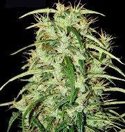 Mr Nice Skunk Haze Regular Seeds - 18