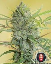 Serious Happiness Regular Seeds - 11