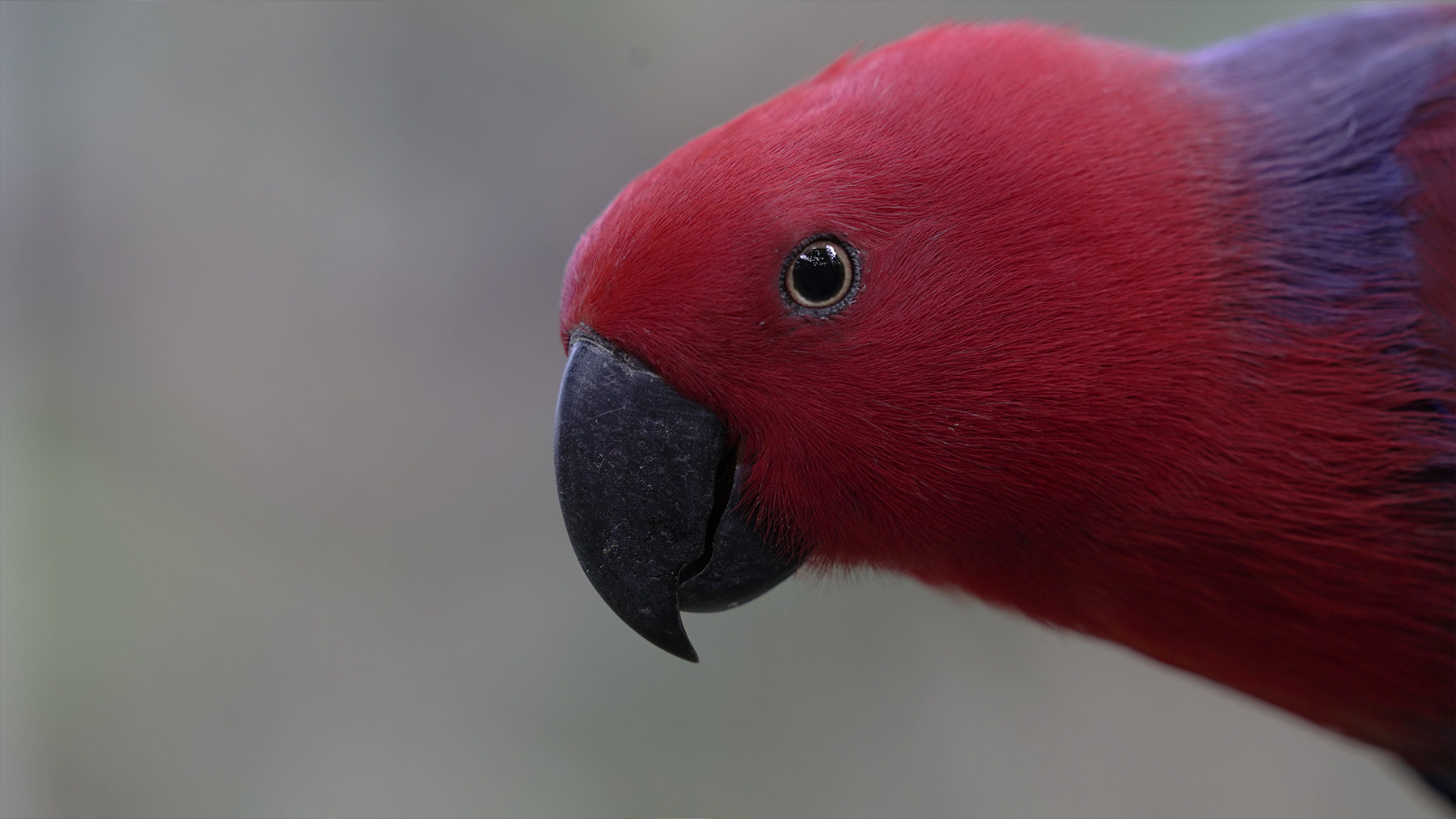 The Eclectus parrot