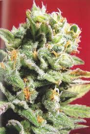 Cristal Limit Feminised Seeds - 5