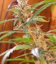 Afghan Haze Regular Seeds - 18