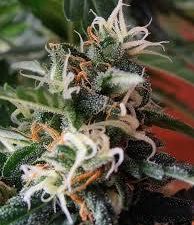 Brasil Feminised Seeds - 5