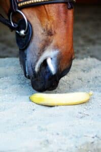 bananas for horses