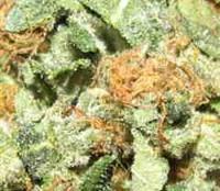 Critical Skunk Regular Seeds - 18