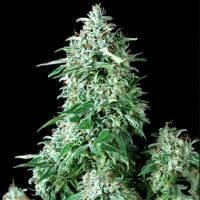 Cum Laude Feminised Seeds