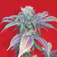 Purple Haze # 1 Feminised Seeds