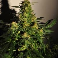 Golden Temple Kush Regular Seeds - 10