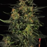 Hash Plant Regular Seeds - 10