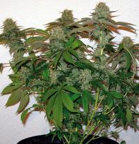 8 Ball Kush Feminised Seeds - Image 2
