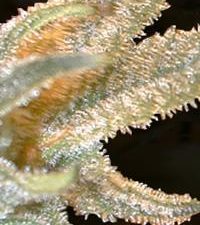 Pakistan Valley Regular Seeds