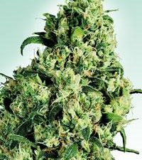 Skunk #1 Regular Seeds