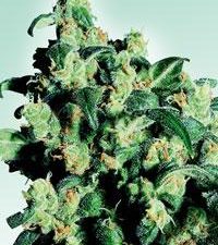 Super Skunk Regular Seeds