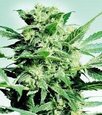 Shiva Skunk Regular Seeds